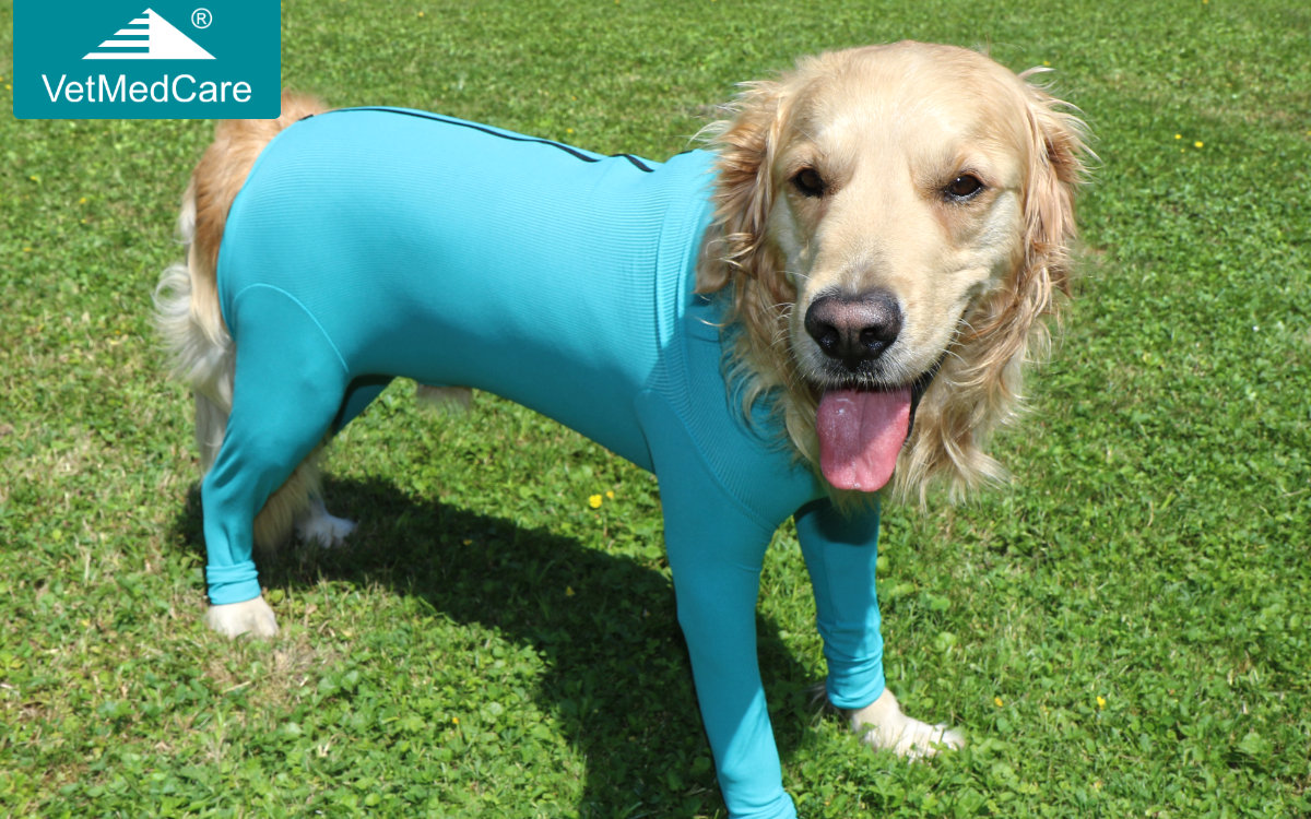 Dog bodysuit with four legs and zipper