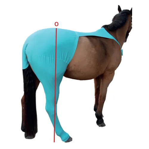 Horse protection hind leg | measurement table