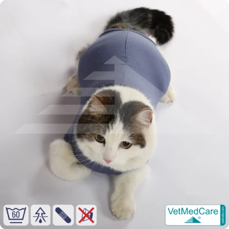Cat Bodysuit | Cat body + wound protection specially developed for cats | VetMedCare®