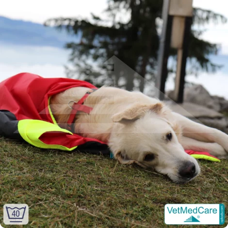 Dog Safety Bag with extremely insulating, integrated dog blanket | like a dog bed with protection against wind, cold and wetness | VetMedCare®