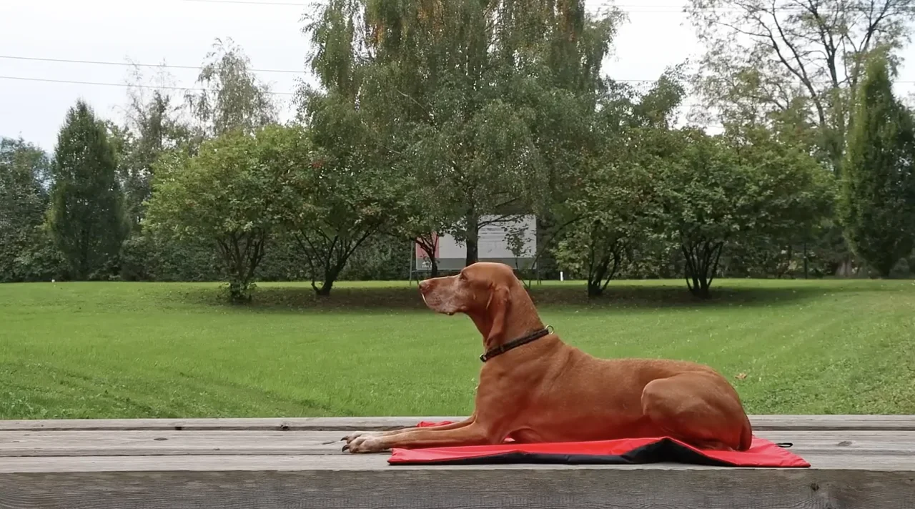 VetMedCare dog products
